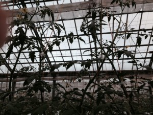 写真 2