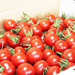 生食用トマト